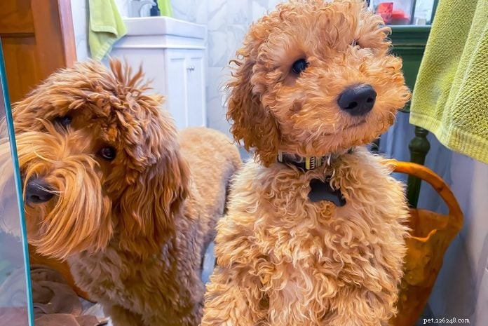 70 Hilarious Dog Photos That Will Brighten Your Day