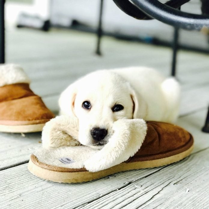 70 Hilarious Dog Photos That Will Brighten Your Day