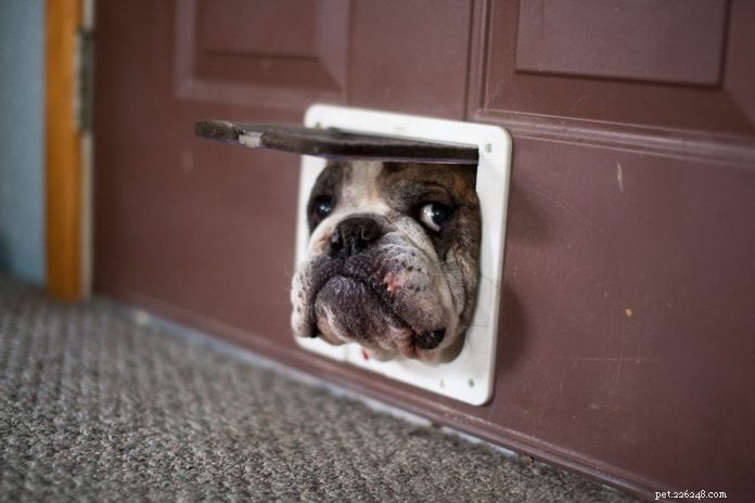 70 Hilarious Dog Photos That Will Brighten Your Day