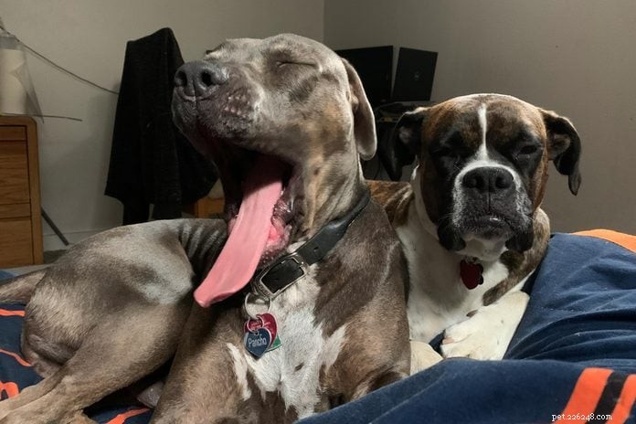 70 Hilarious Dog Photos That Will Brighten Your Day