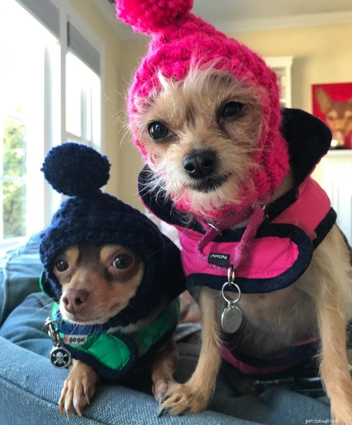70 Hilarious Dog Photos That Will Brighten Your Day