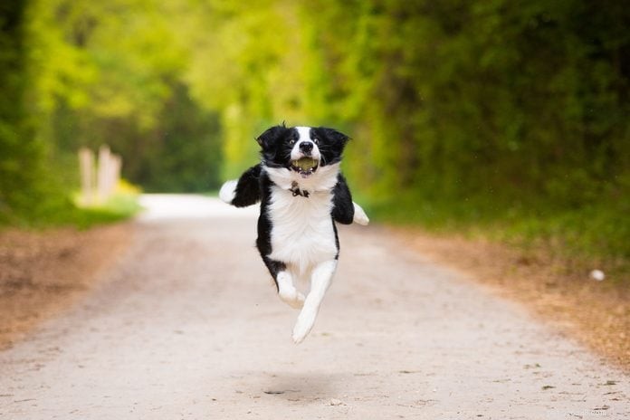 70 Hilarious Dog Photos That Will Brighten Your Day