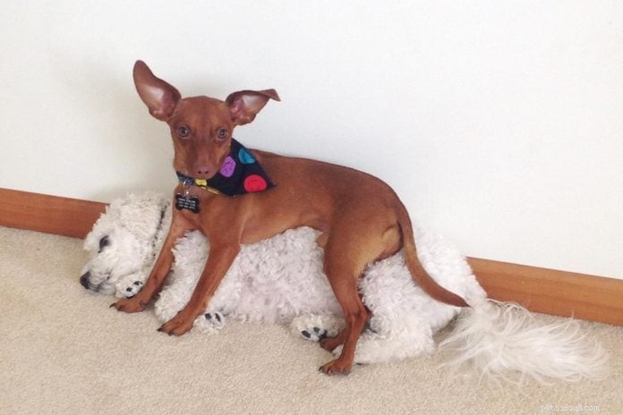 70 Hilarious Dog Photos That Will Brighten Your Day
