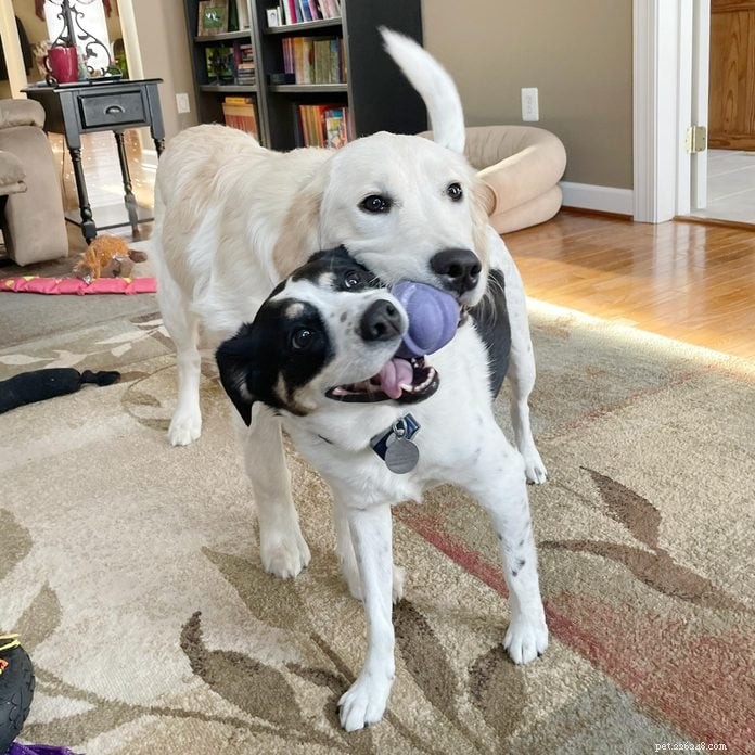 70 Hilarious Dog Photos That Will Brighten Your Day