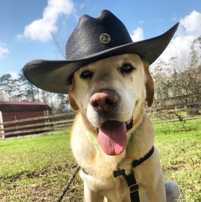 70 Hilarious Dog Photos That Will Brighten Your Day