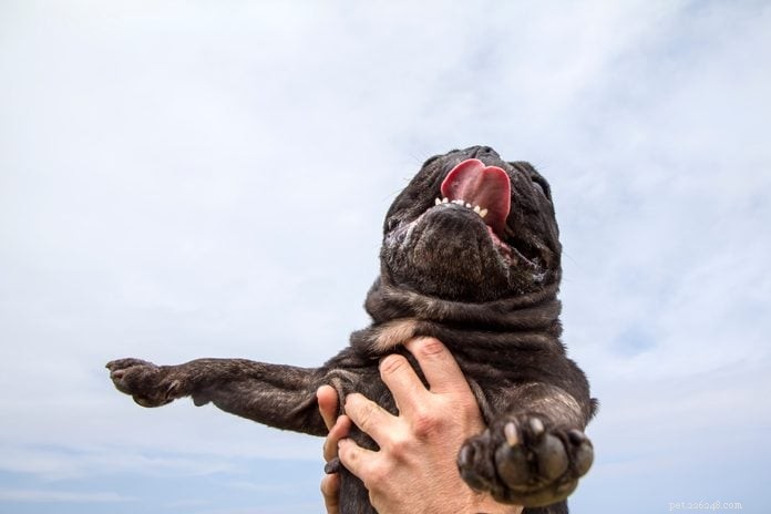70 Hilarious Dog Photos That Will Brighten Your Day