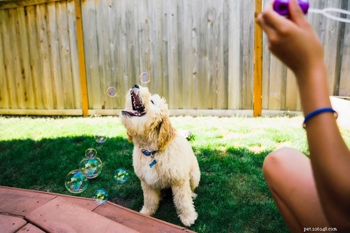 70 Hilarious Dog Photos That Will Brighten Your Day