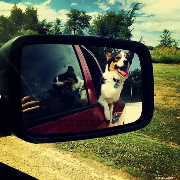 70 Hilarious Dog Photos That Will Brighten Your Day