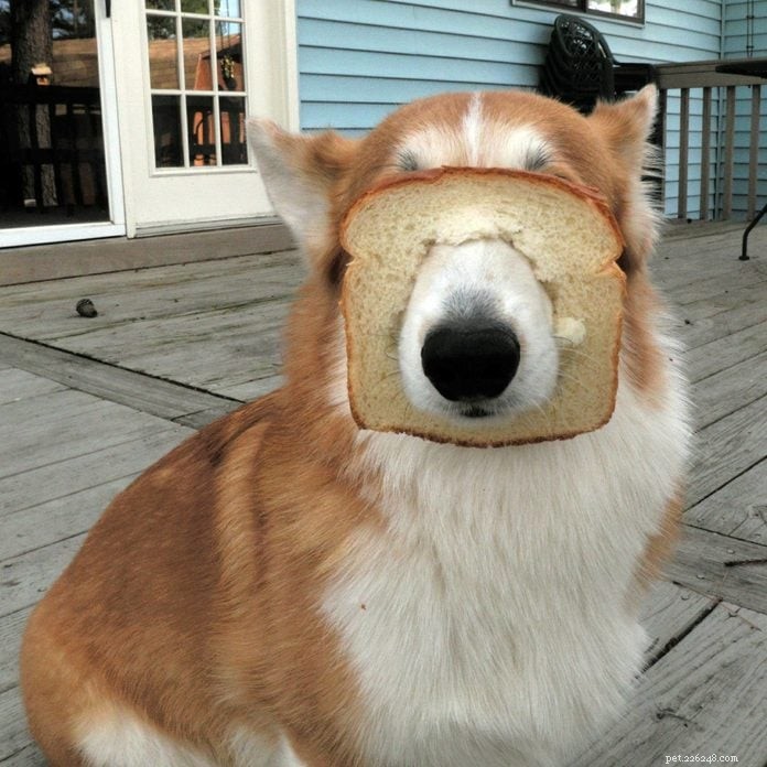 70 Hilarious Dog Photos That Will Brighten Your Day