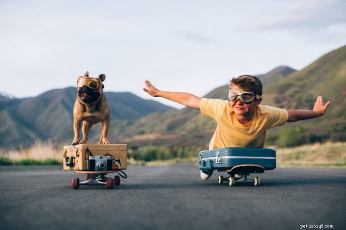 70 Hilarious Dog Photos That Will Brighten Your Day