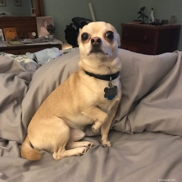 70 Hilarious Dog Photos That Will Brighten Your Day