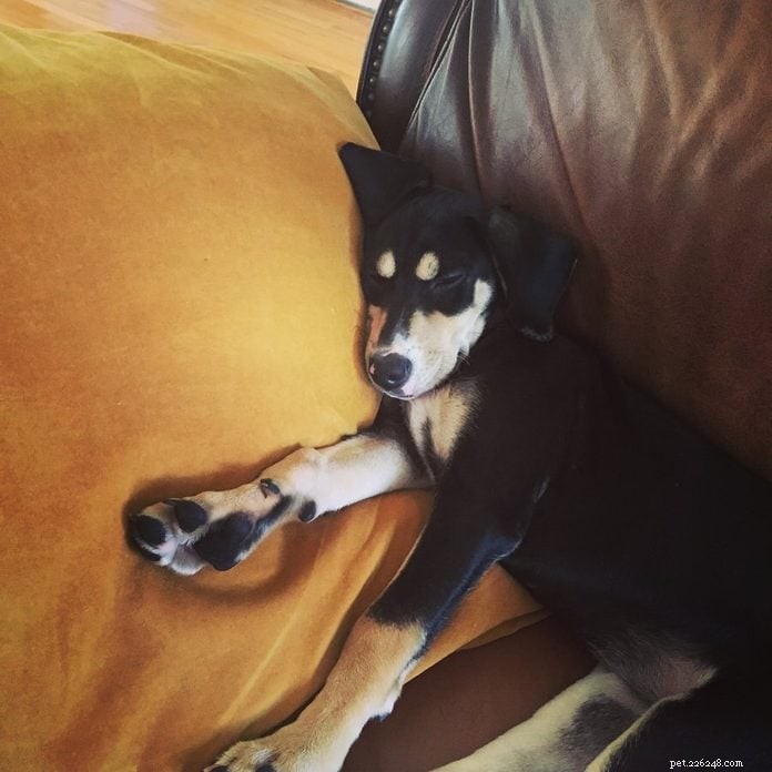 70 Hilarious Dog Photos That Will Brighten Your Day
