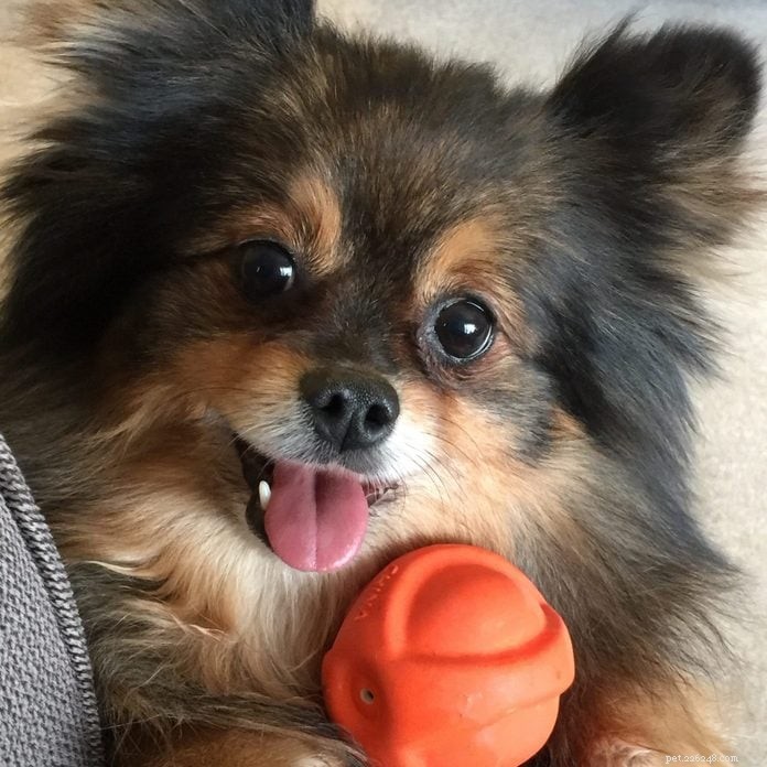70 Hilarious Dog Photos That Will Brighten Your Day