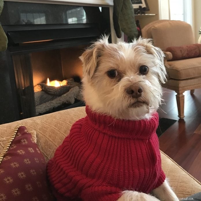 70 Hilarious Dog Photos That Will Brighten Your Day