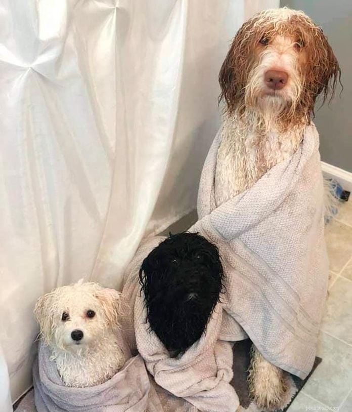 70 Hilarious Dog Photos That Will Brighten Your Day