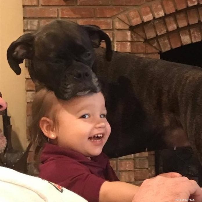 70 Hilarious Dog Photos That Will Brighten Your Day