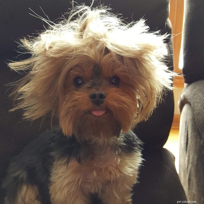 70 Hilarious Dog Photos That Will Brighten Your Day