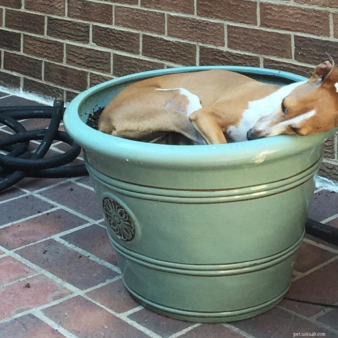 70 Hilarious Dog Photos That Will Brighten Your Day