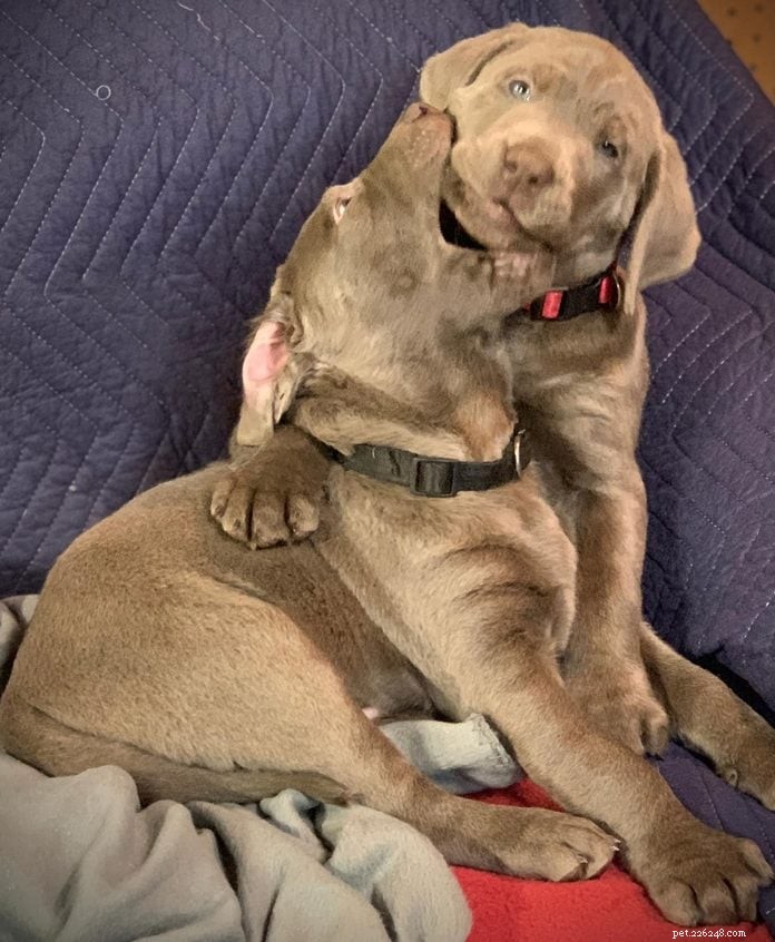70 Hilarious Dog Photos That Will Brighten Your Day