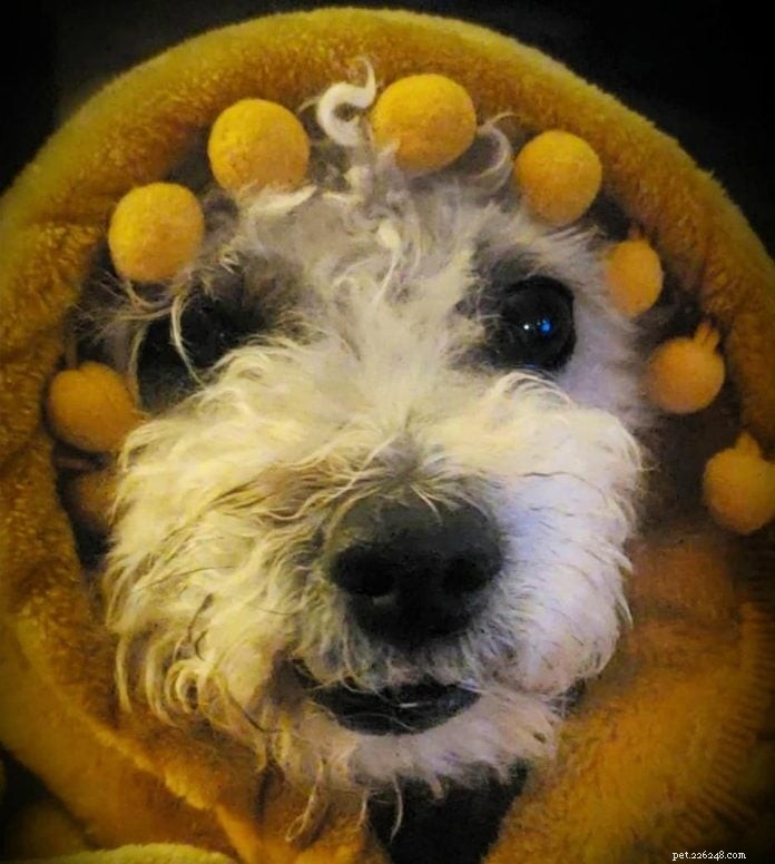70 Hilarious Dog Photos That Will Brighten Your Day