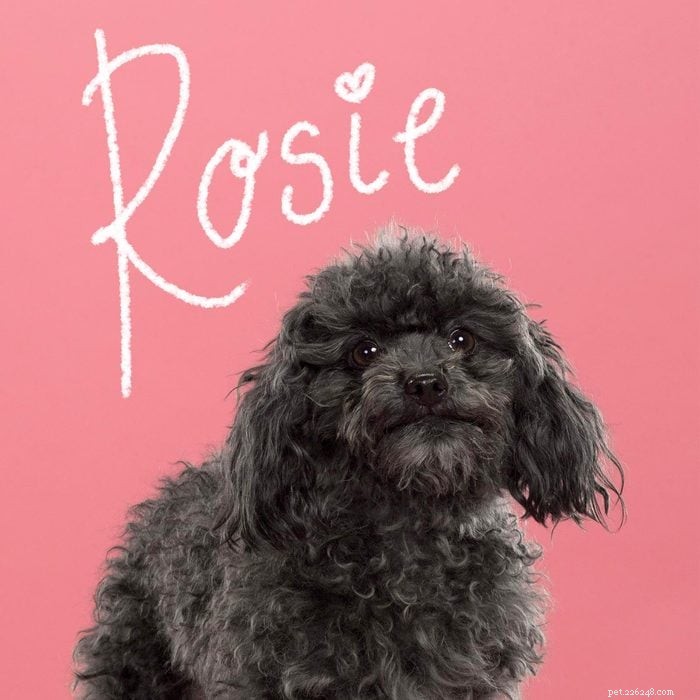 145+ Winning Girl Dog Names – Pick the Perfect Fit for Your New Pup