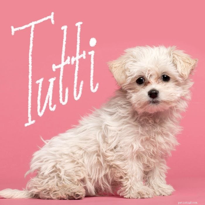 145+ Winning Girl Dog Names – Pick the Perfect Fit for Your New Pup