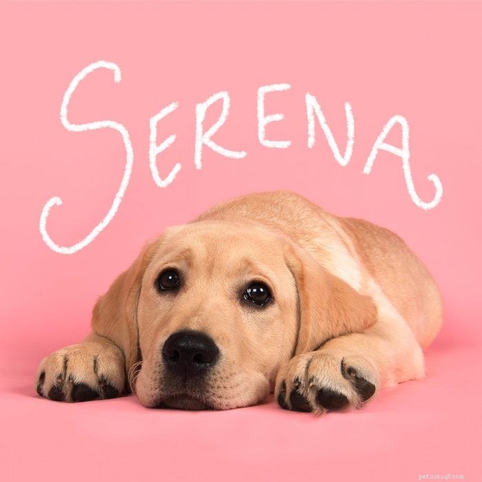 145+ Winning Girl Dog Names – Pick the Perfect Fit for Your New Pup