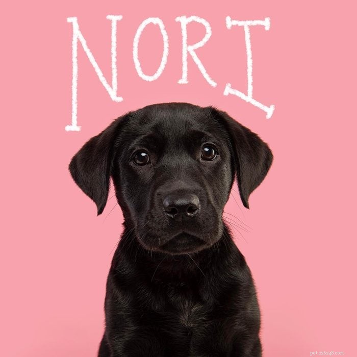 145+ Winning Girl Dog Names – Pick the Perfect Fit for Your New Pup