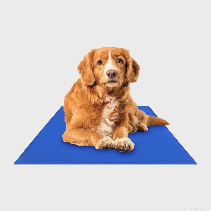Top 5 Cooling Dog Beds to Keep Your Pup Cool and Comfortable