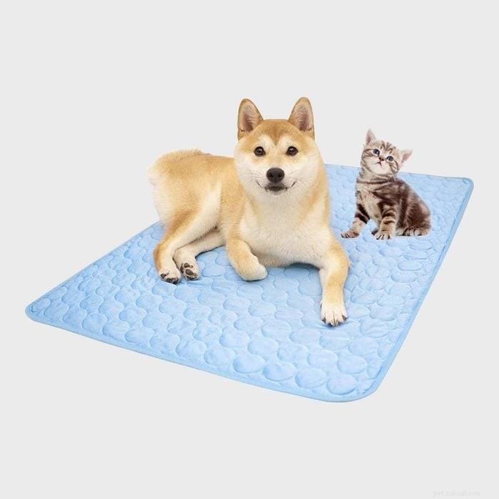 Top 5 Cooling Dog Beds to Keep Your Pup Cool and Comfortable