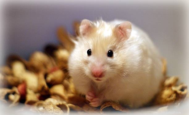 Hamsters vs. Gerbils: Size, Care, and Choosing the Right Pet