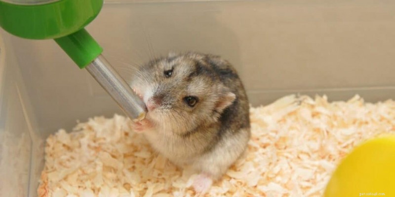 Can Hamsters Safely Eat Watermelon? Expert Guidelines on Quantity and Frequency