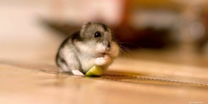 Can Hamsters Safely Eat Apples? Risks & Feeding Guidelines