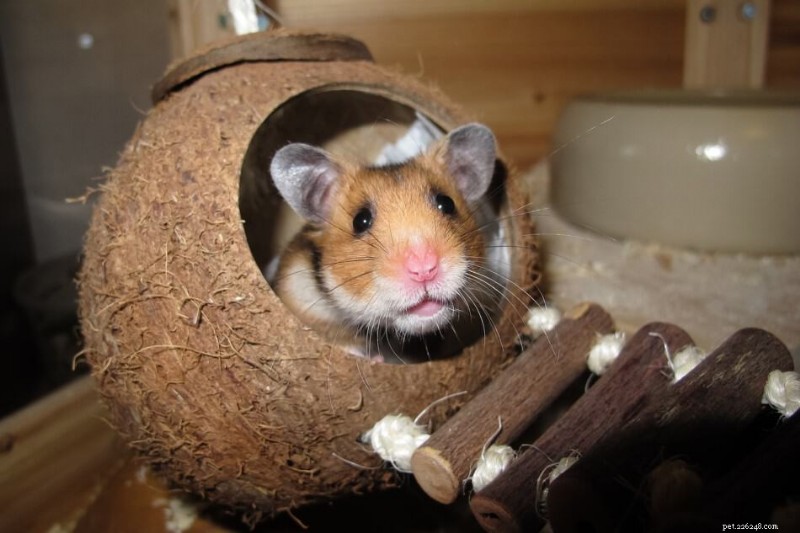 Why Hamsters Throw Their Poop – Common Causes & How to Stop It