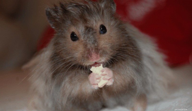 Why Do Hamsters Sneeze? Signs, Causes, and How to Care
