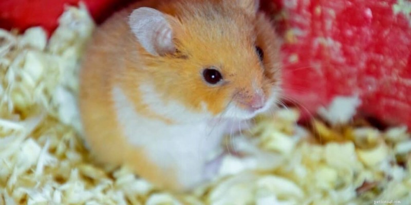 How to Keep Your Hamster Warm This Winter: Proven Care Tips