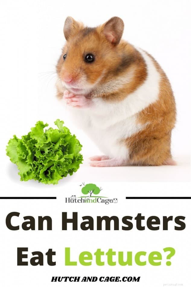How to Keep Your Hamster Happy and Healthy