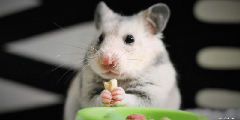 Prevent Hamster Overfeeding: Portion Sizes, Feeding Frequency, and Treat Guidelines
