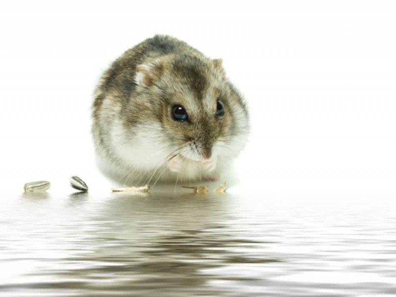 How Long Can a Hamster Survive Without Food and Water?