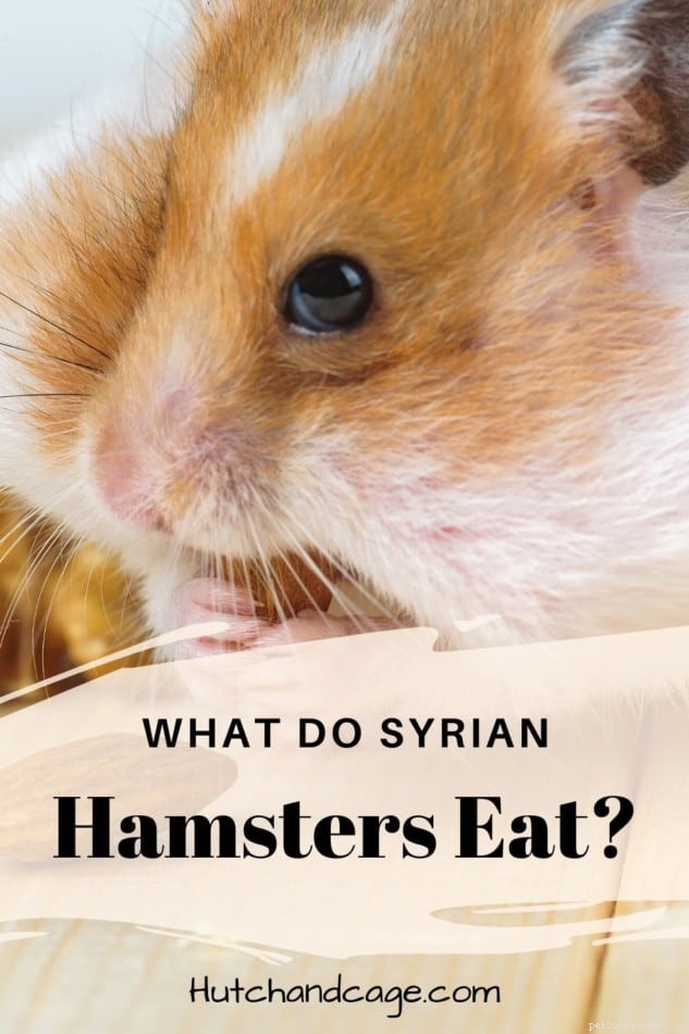 Syrian Hamster Nutrition: Essential Foods & Feeding Tips