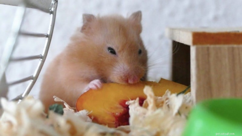 Can Hamsters Vomit? Understanding the Myth and Protecting Your Pet