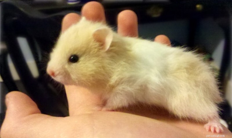 Teddy Bear Hamsters: 21 Expert‑Backed Facts About the Fluffy Companion