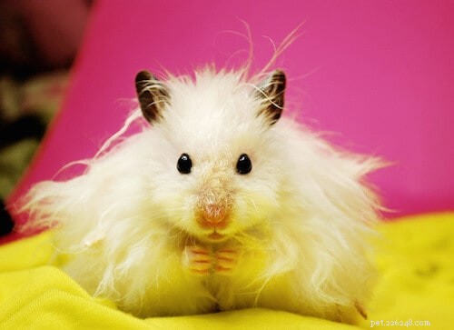 Teddy Bear Hamsters: 21 Expert‑Backed Facts About the Fluffy Companion