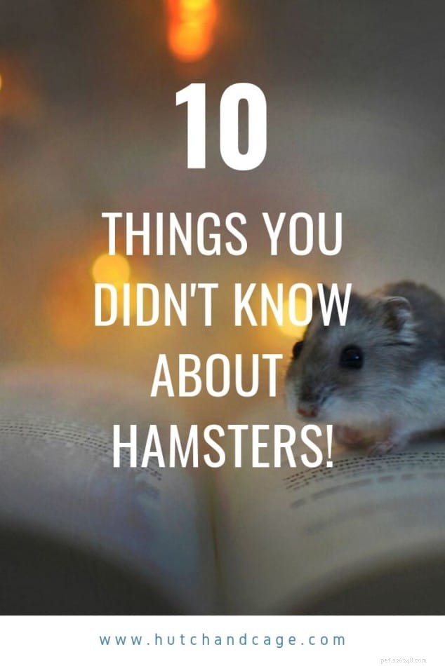10 Expert-Backed Hamster Facts You Probably Didn t Know