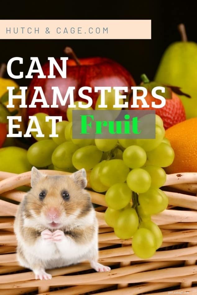 Can Hamsters Safely Eat Fruit? A Complete Guide to Safe Fruits & What to Avoid