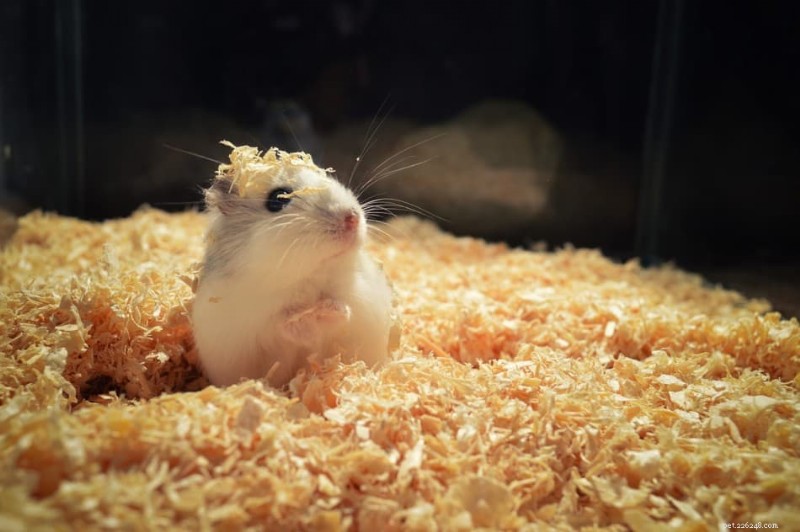 7 Essential Items Every Hamster Owner Needs
