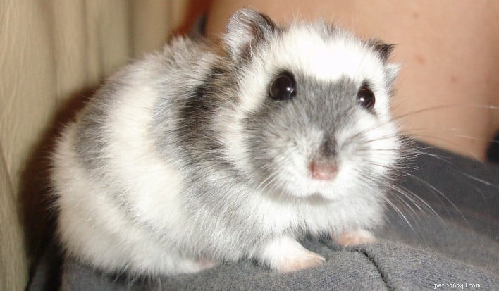 The 3 Best Child-Friendly Hamster Breeds for Kids