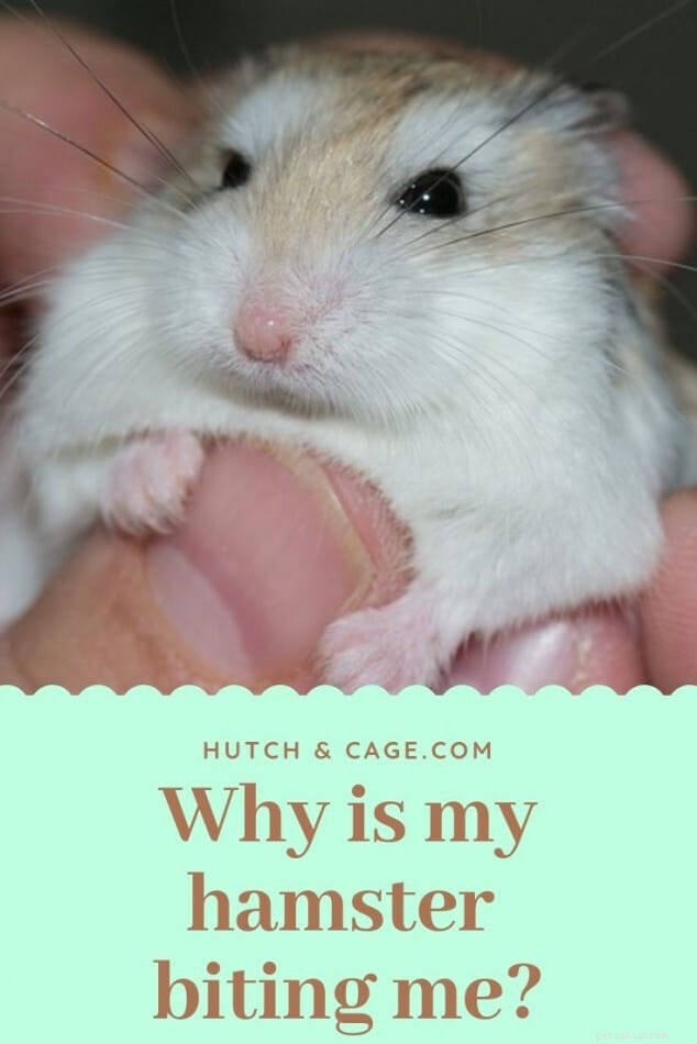 Why Are Hamsters Biting You? Expert Tips to Stop the Bites