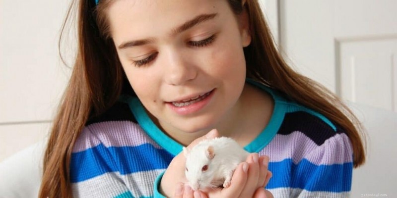 Gerbils vs Mice: Which Small Pet Suits Your Family Best?