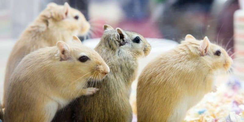 Gerbil Lifespan and Care: How Long to Expect Your Small Companion to Live